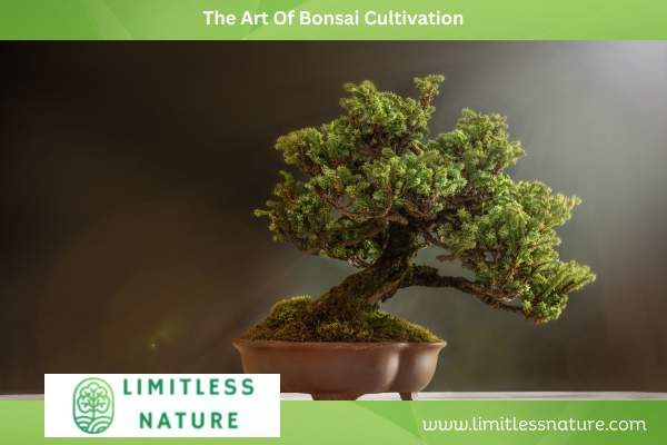 The Art Of Bonsai Cultivation
