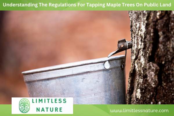 Understanding The Regulations For Tapping Maple Trees On Public Land