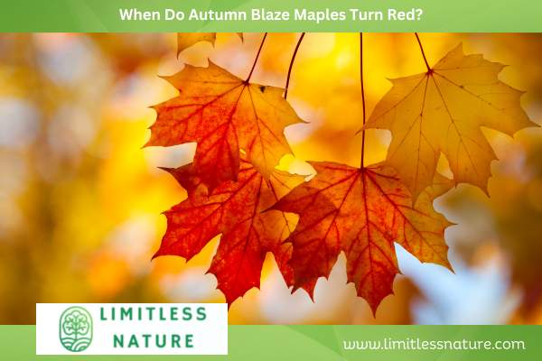 When Do Autumn Blaze Maples Turn Red?