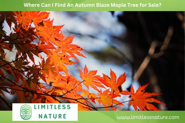 Where Can I Find An Autumn Blaze Maple Tree for Sale?