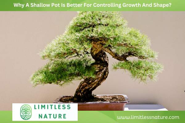 Why A Shallow Pot Is Better For Controlling Growth And Shape?