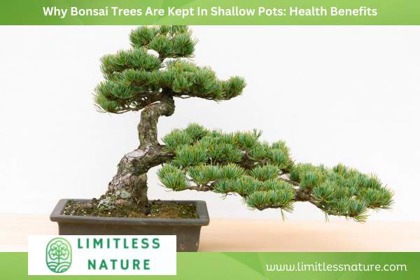 Why Bonsai Trees Are Kept In Shallow Pots: Health Benefits