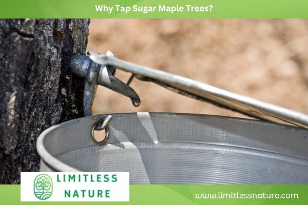 Why Tap Sugar Maple Trees?