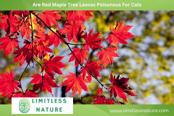 Are Red Maple Tree Leaves Poisonous For Cats