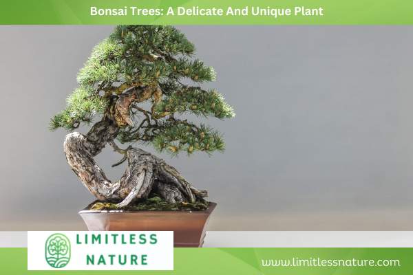 Bonsai Trees: A Delicate And Unique Plant