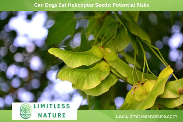 Can Dogs Eat Helicopter Seeds: Potential Risks