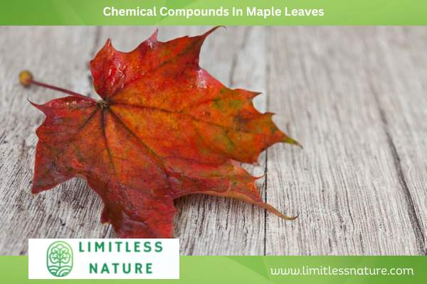 Chemical Compounds In Maple Leaves