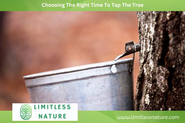Choosing The Right Time To Tap The Tree