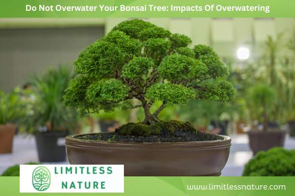Do Not Overwater Your Bonsai Tree: Impacts Of Overwatering
