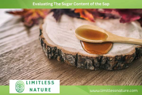 Evaluating The Sugar Content of the Sap