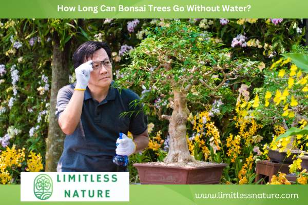 How Long Can Bonsai Trees Go Without Water?