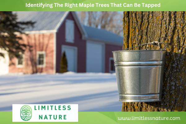 Identifying The Right Maple Trees That Can Be Tapped