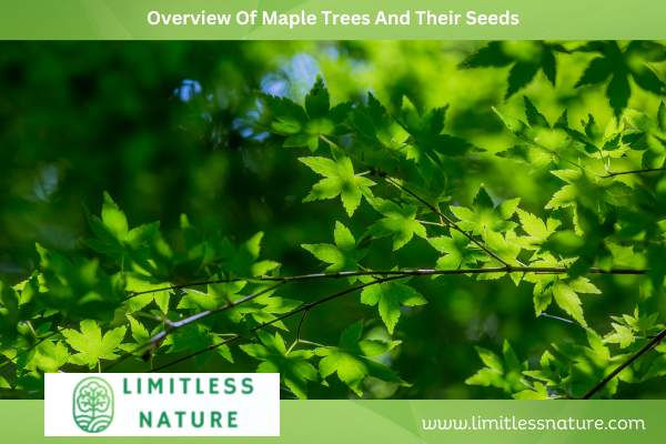 Overview Of Maple Trees And Their Seeds