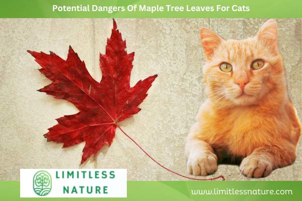 Potential Dangers Of Maple Tree Leaves For Cats