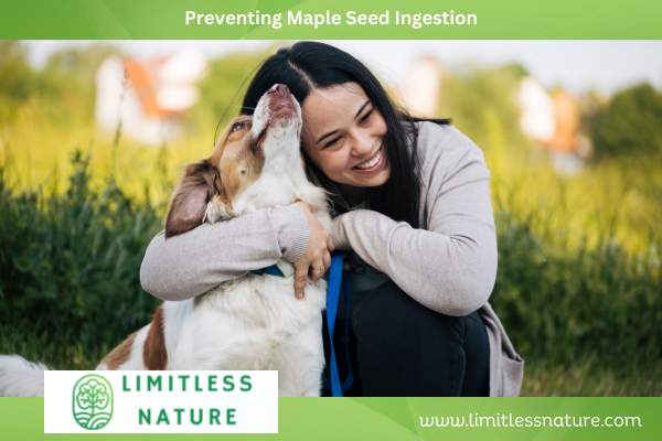 Preventing Maple Seed Ingestion