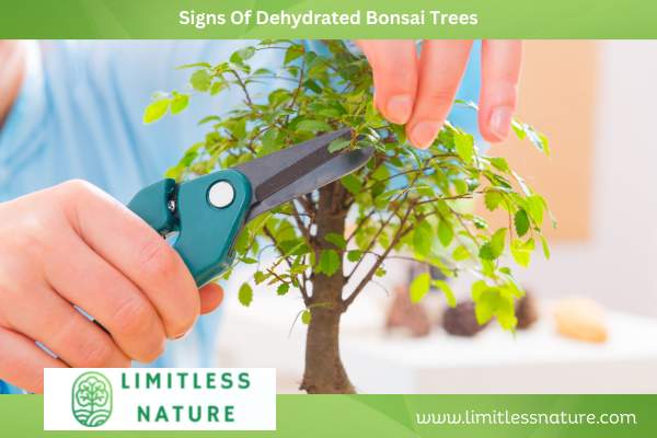 Signs Of Dehydrated Bonsai Trees