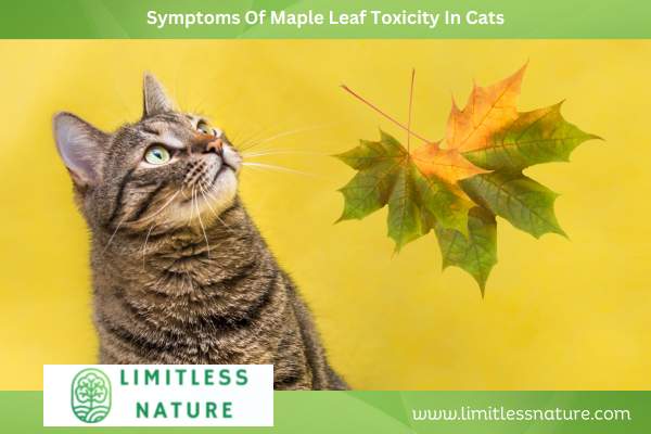 Symptoms-Of-Maple-Leaf-Toxicity-In-Cats