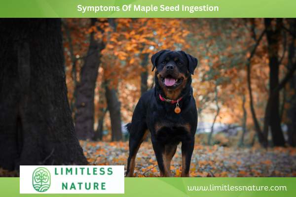 Symptoms Of Maple Seed Ingestion