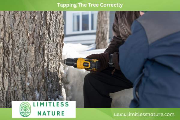 Tapping The Tree Correctly