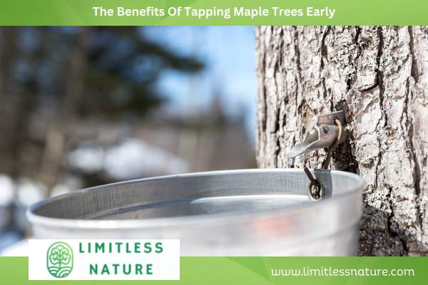 The Benefits Of Tapping Maple Trees Early