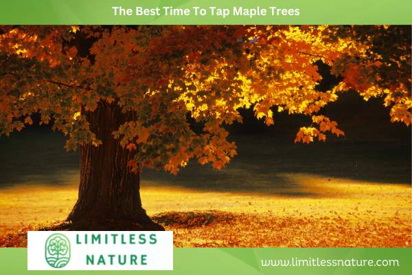 The Best Time To Tap Maple Trees