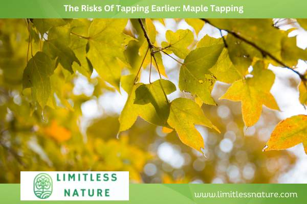 The Risks Of Tapping Earlier: Maple Tapping
