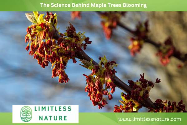The Science Behind Maple Trees Blooming