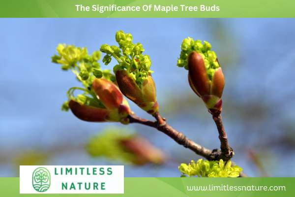The Significance Of Maple Tree Buds