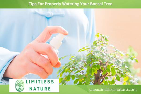 Tips For Properly Watering Your Bonsai Tree
