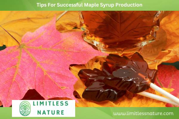 Tips For Successful Maple Syrup Production