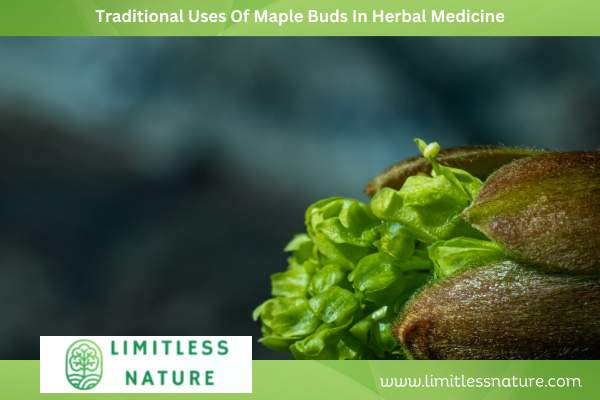 Traditional Uses Of Maple Buds In Herbal Medicine