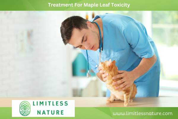 Treatment For Maple Leaf Toxicity