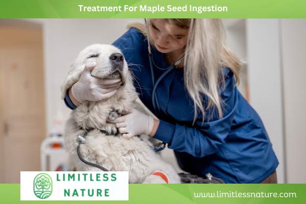 Treatment For Maple Seed Ingestion