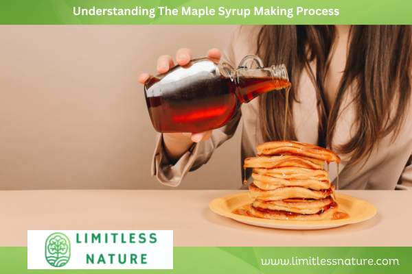 Understanding-The-Maple-Syrup-Making-Process-1