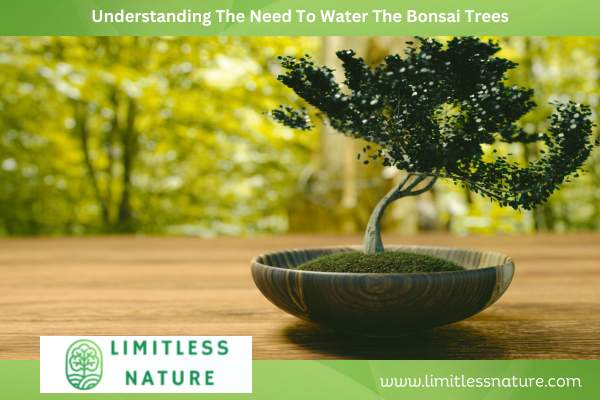 Understanding The Need To Water The Bonsai Trees